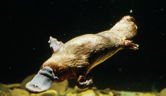 Platypus - Bizarre Animal Reproduction