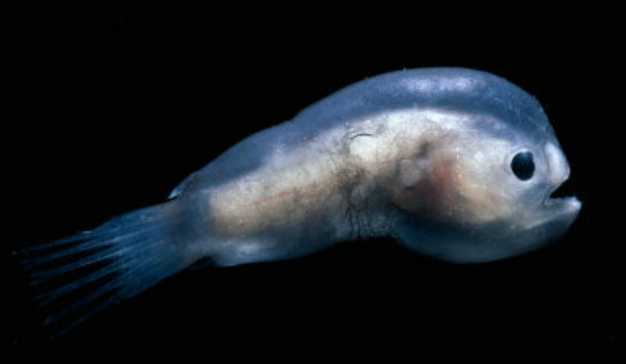 Humpback Anglerfish - Bizarre Animal Reproduction